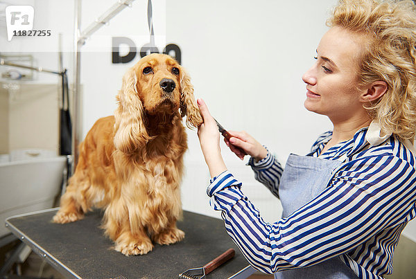 Pflegerin  die Cockerspaniel-Ohren im Hundepflegesalon bürstet