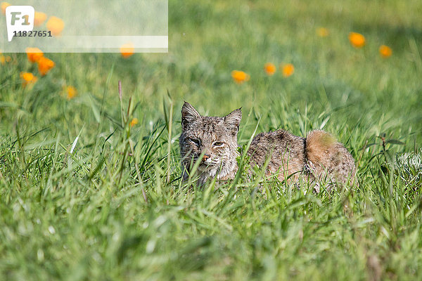 Bobcat  Lynx rufus californicus  Felis rufus
