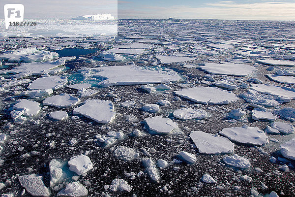 Eisscholle im südlichen Ozean  180 Meilen nördlich der Ostantarktis  Antarktis