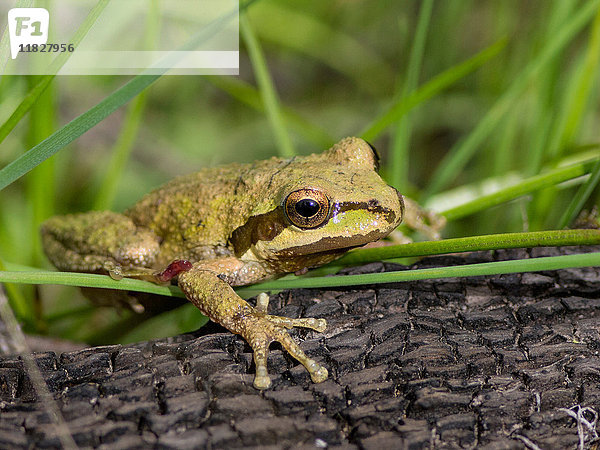 Pazifischer Laubfrosch (Pseudacris regilla)  Marin County  Kalifornien  USA