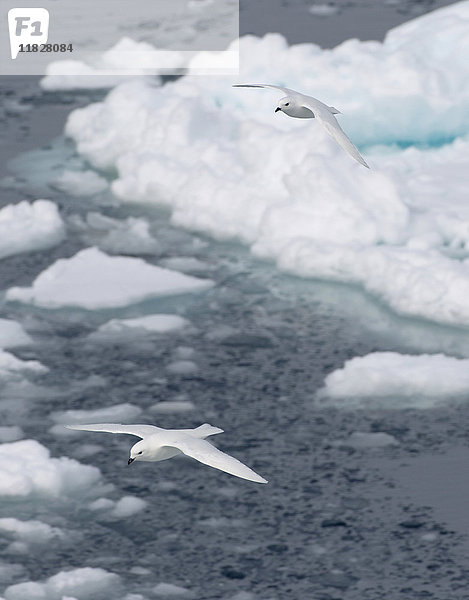 Schneesturmvögel gleiten über die Eisscholle im Südpolarmeer  180 Meilen nördlich der Ostantarktis  Antarktis