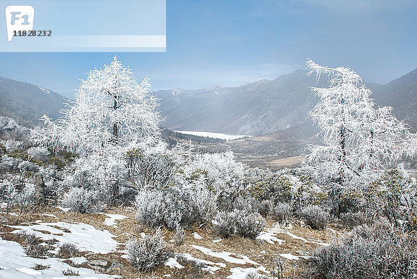 Winterlandschaft mit gefrosteten kahlen Bäumen  Kangding  Sichuan  China