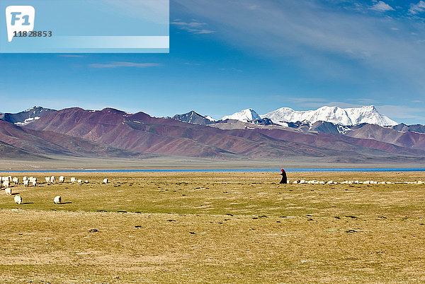 Landschaft mit Schäfer  der die Schafe im Bergtal hütet  Namucuo  Xizang  China