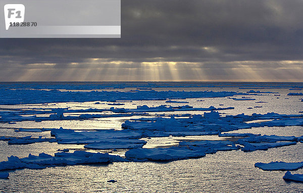 Eisscholle im Südpolarmeer  180 Meilen nördlich der Ostantarktis  Antarktis