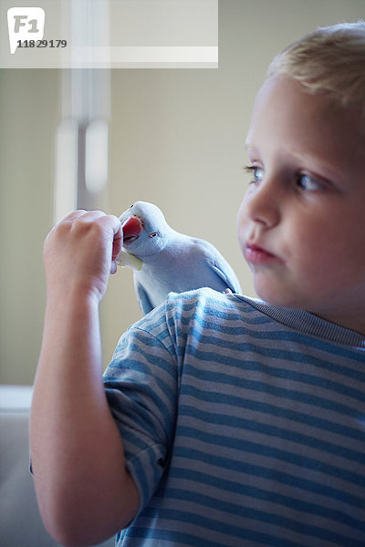 Junge füttert Hausvogel auf seiner Schulter