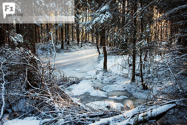 Gefrorener Fluss in verschneitem Wald