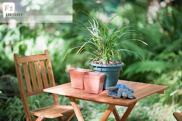Topfpflanze auf Tisch im Hinterhof