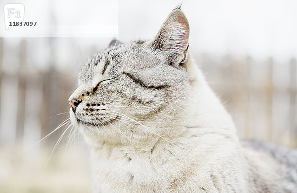 USA  Colorado  Porträt einer grauen Katze mit geschlossenen Augen