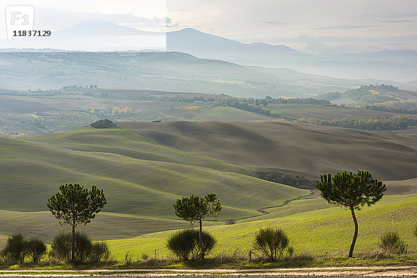 Italien  Toskana  San Quirico D'orcia  Drei grüne Bäume und verschiedene Schichten von Hügeln  die im Nebel verschwinden