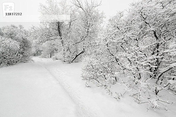 Ukraine  Gebiet Dnepropetrowsk  Stadt Dnepropetrowsk  Schneebedeckte Bäume im Park