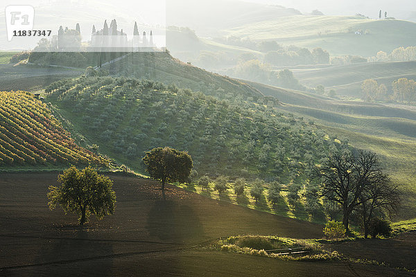 Italien  Toskana  San Quirico D'orcia  Podere Belvedere  Grüne Hügel  Olivengärten und kleiner Weinberg in der Morgensonne