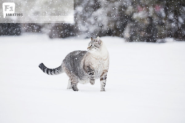 USA  Colorado  Graue Katze läuft im Schnee