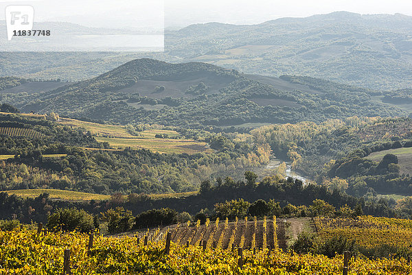 Italien  Toskana  Ciacci Piccolomini D'Aragona  Landschaft mit herbstlich bewachsenen Hügeln  Fluss und kleinem Weinberg