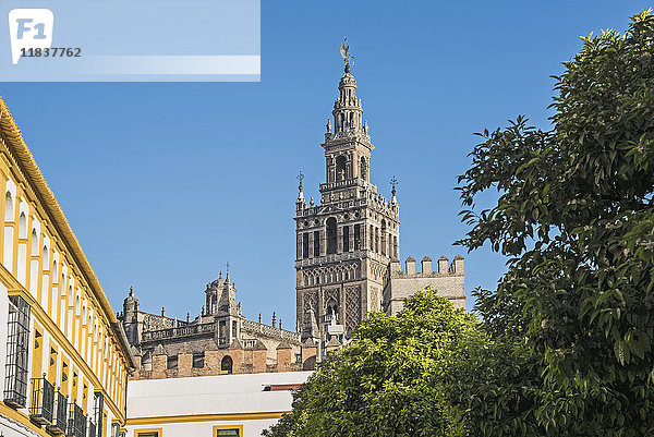 Spanien  Andalusien  Sevilla  Glockenturm La Giralda der Kathedrale von Sevilla mit Baumkronen im Vordergrund