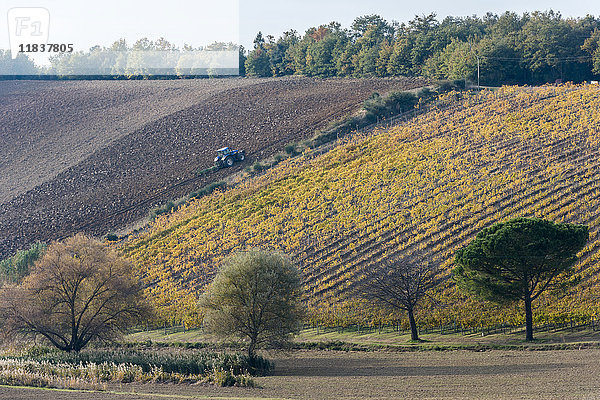 Italien  Toskana  Torrita di Siena  Traktor bei der Vorbereitung des fruchtbaren Bodens für die neue Aussaat in der Nähe der endlosen gelben Reihen der abgeernteten Weinberge