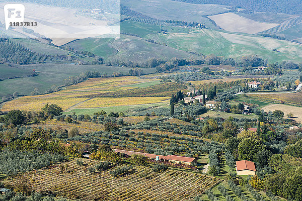 Italien  Toskana  Montepulciano  Landschaft mit Weinfeldern  Reihen von Olivenbäumen  Gebäuden und Zypressenalleen