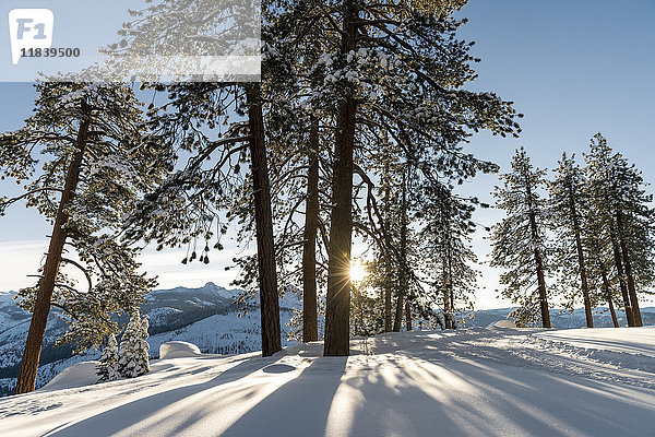 Schatten von Bäumen im Schnee auf einem Berg