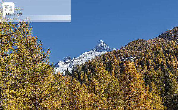 Herbstbäume in der Nähe von schneebedeckten Bergen