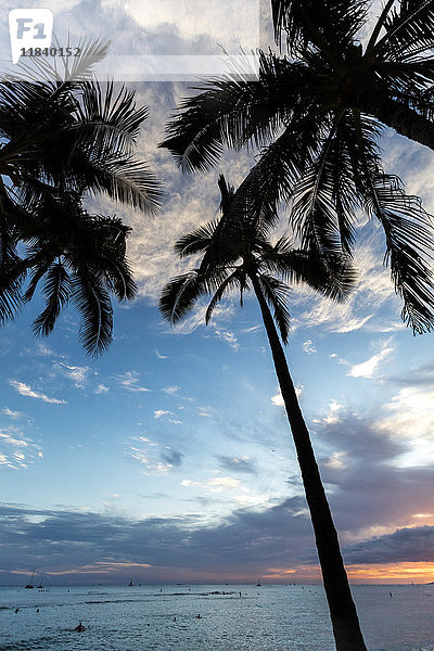 Palmen am Meer bei Sonnenuntergang
