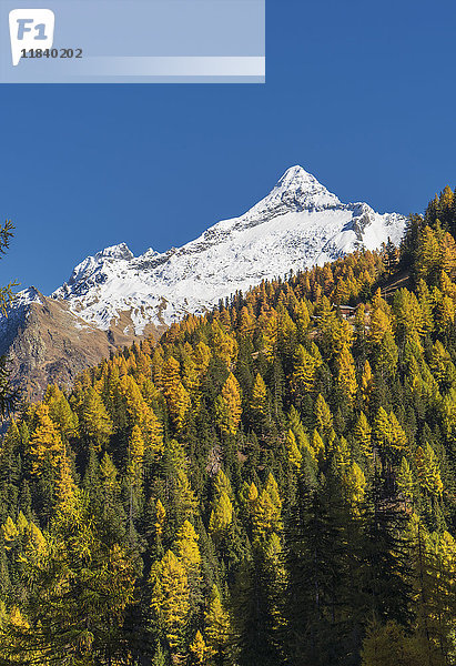 Herbstbäume in der Nähe von schneebedeckten Bergen