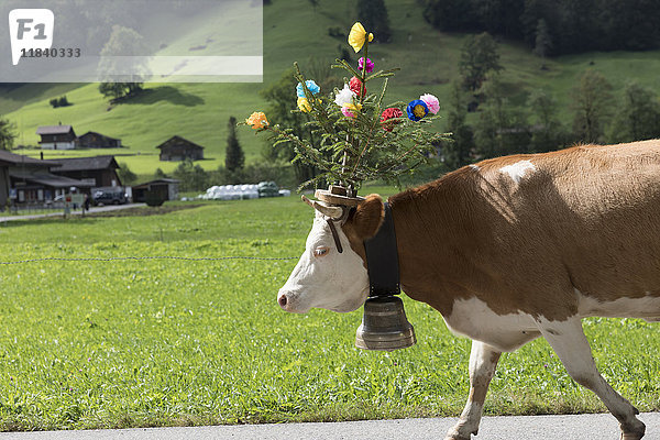 Kuh auf der Straße mit Blumen und Glocke