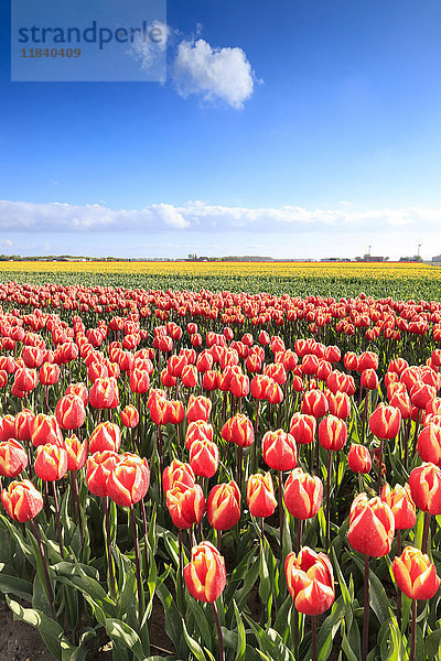 Bunte Tulpen auf den Feldern von Oude-Tonge während der Frühlingsblüte  Oude-Tonge  Goeree-Overflakkee  Südholland  Niederlande  Europa