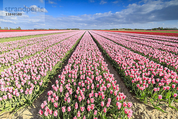 Blauer Himmel über Reihen von blühenden rosa Tulpen auf den Feldern von Oude-Tonge  Goeree-Overflakkee  Südholland  Niederlande  Europa