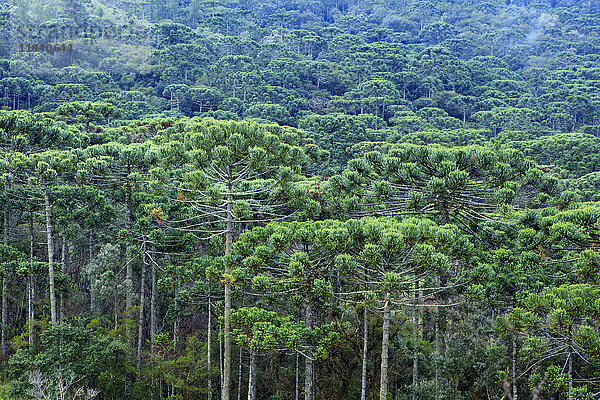 Ein Wald aus Paranakiefern (Araucaria angustifolia) in den Bergen bei Sao Paulo  Brasilien  Südamerika