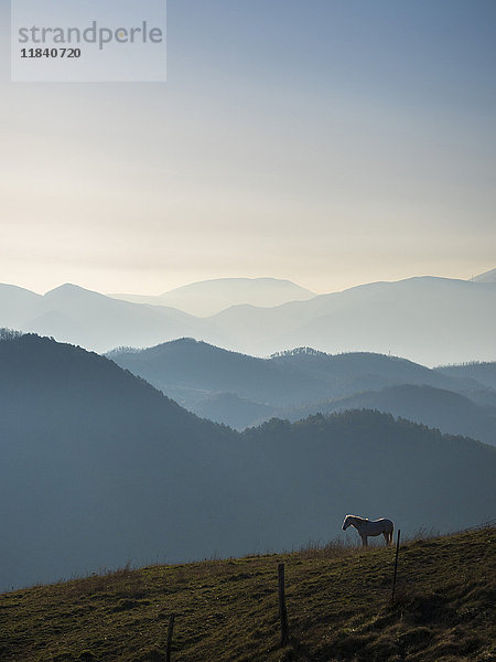 Pferd bei Sonnenaufgang  Apennin  Umbrien  Italien  Europa
