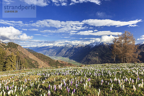 Blauer Himmel auf den blühenden Krokusblüten  Alpe Granda  Provinz Sondrio  Masino-Tal  Valtellina  Lombardei  Italien  Europa