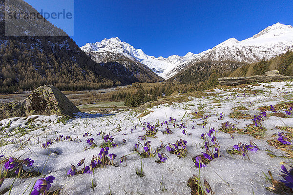 Bunte Blumen auf schneebedecktem Gras während der Schneeschmelze im Frühjahr  Chiareggio  Malenco-Tal  Valtellina  Lombardei  Italien  Europa