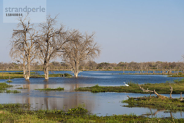 Blick auf den Khwai-Fluss im Okavango-Delta  Botswana  Afrika