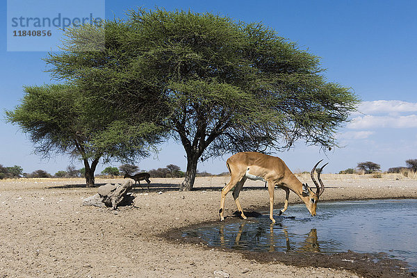 Fernkameraaufnahme eines Impalas (Aepyceros melampus) beim Trinken am Wasserloch  Botswana  Afrika