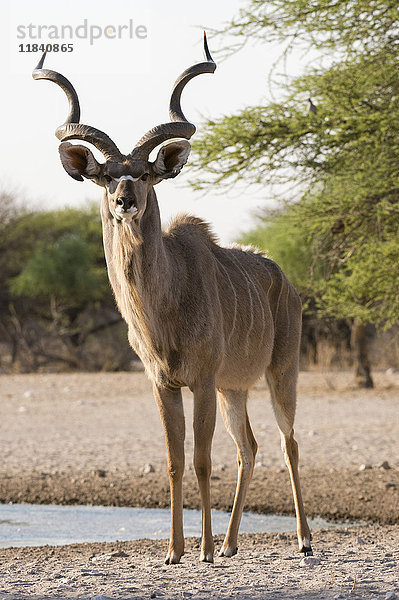 Großer Kudu (Tragelaphus strepsiceros)  männlich  schaut in die Kamera  Botswana  Afrika