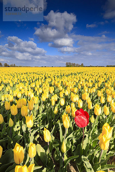 Blauer Himmel und Wolken in den Feldern von gelben Tulpen in Blüte  Oude-Tonge  Goeree-Overflakkee  Süd-Holland  Niederlande  Europa