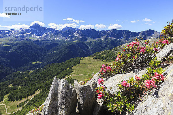 Rhododendren umrahmt von grünen Wäldern und dem Pizzo Scalino vom Monte Roggione aus gesehen  Malenco Tal  Valtellina  Lombardei  Italien  Europa