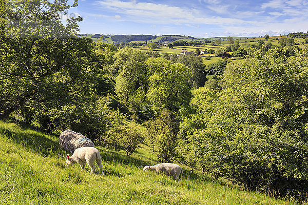 Schafe und Lämmer oberhalb von Lathkill Dale  Blick auf Youlgreave (Youlgrave)  Frühling  Peak District National Park  Derbyshire  England  Vereinigtes Königreich  Europa