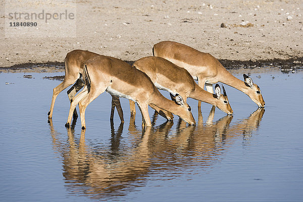Vier Impala-Weibchen (Aepyceros melampus) beim Trinken  Botswana  Afrika