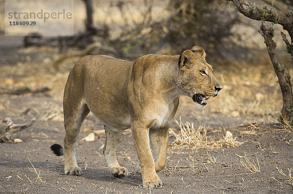 Eine Löwin (Panthera leo) auf Wanderschaft  Botswana  Afrika