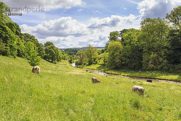 Kühe grasen auf einer üppigen Uferwiese im Frühling  Bradford Dale  Youlgreave  Peak District National Park  Derbyshire  England  Vereinigtes Königreich  Europa