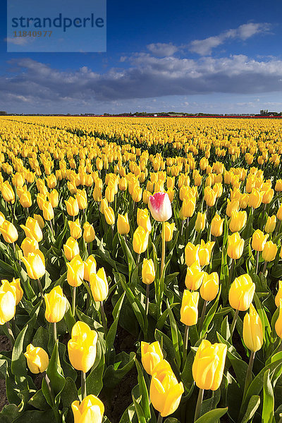 Blauer Himmel und Wolken in den Feldern von gelben Tulpen in Blüte  Oude-Tonge  Goeree-Overflakkee  Süd-Holland  Niederlande  Europa