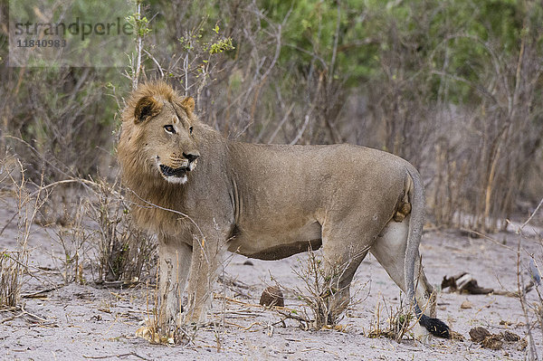 Porträt eines männlichen Löwen (Panthera leo)  Savuti  Chobe-Nationalpark  Botsuana  Afrika