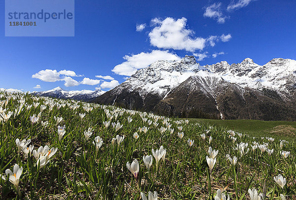 Grüne Wiesen mit blühenden Krokussen  eingerahmt von schneebedeckten Gipfeln im Frühling  Barchi  Malenco-Tal  Valtellina  Lombardei  Italien  Europa