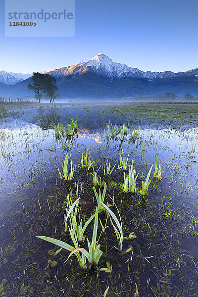 Der schneebedeckte Gipfel des Monte Legnone spiegelt sich in der Morgendämmerung im überfluteten Land  Pian di Spagna  Valtellina  Lombardei  Italien  Europa