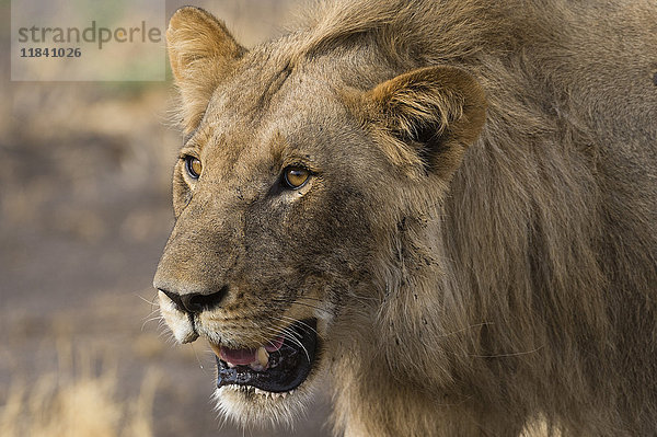 Porträt eines männlichen Löwen (Panthera leo)  Botsuana  Afrika