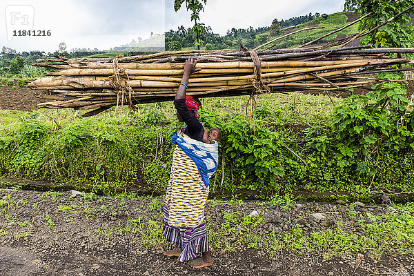 Frau trägt Brennholz auf dem Kopf  Virunga-Nationalpark  Demokratische Republik Kongo  Afrika