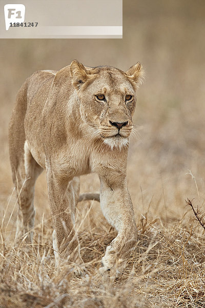 Löwin (Panthera leo)  Ruaha-Nationalpark  Tansania  Ostafrika  Afrika