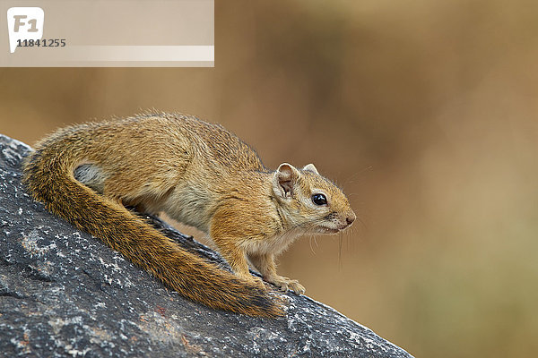 Baumhörnchen (Smith's bush squirrel) (Gelbfuß-Eichhörnchen) (Paraxerus cepapi)  Ruaha-Nationalpark  Tansania  Ostafrika  Afrika