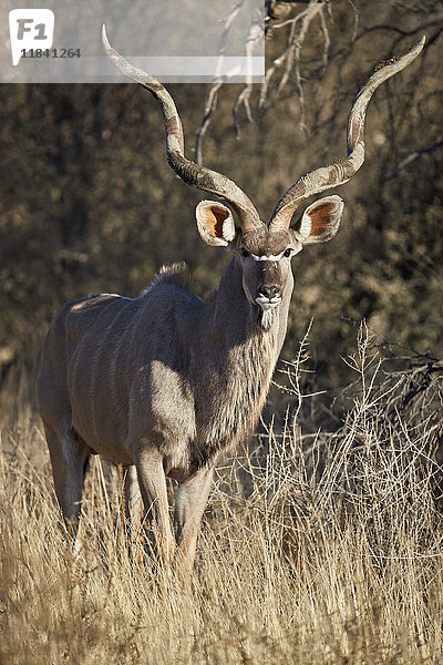 Großer Kudu (Tragelaphus strepsiceros) Bulle  Kgalagadi Transfrontier Park  Südafrika  Afrika