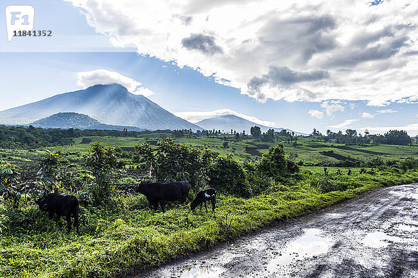 Die vulkanische Bergkette des Virunga-Nationalparks nach dem Regen  UNESCO-Welterbe  Demokratische Republik Kongo  Afrika